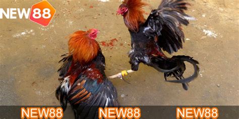 Đá Gà Trực Tiếp cựa dao Gay Cấn Hồi Hộp Chỉ Có Tại New88 Rooster