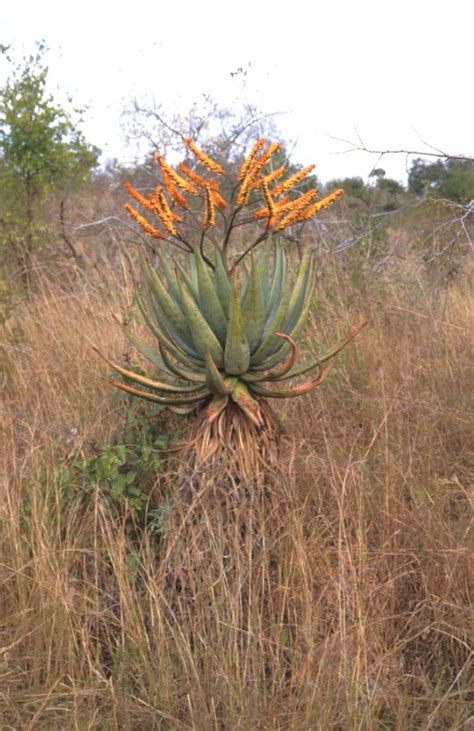 Savanna Biome | PlantZAfrica