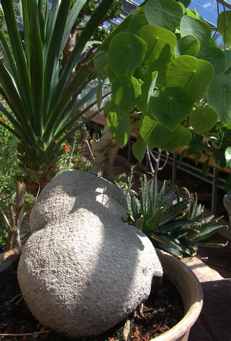 Стефания растение (98 фото) - фото - картинки и рисунки: скачать бесплатно