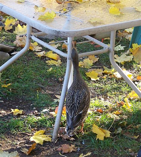 Aunt Tina S Yard The Naked Duck