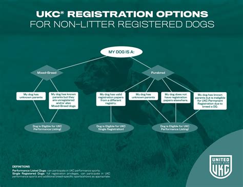 american kennel club dog registration 2