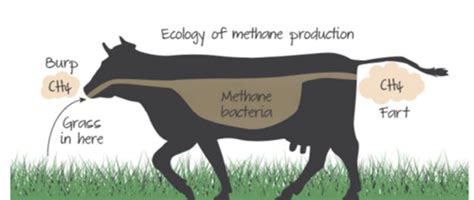 Thẻ ghi nhớ Biology topic 21 Human influence on ecosystems Quizlet