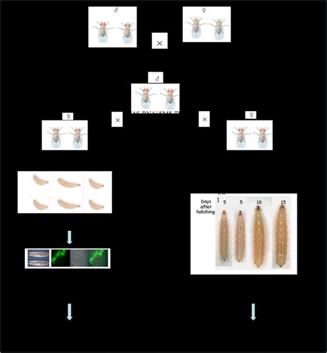 -Schematic diagram of the genome-wide RNAi screen for novel regulators ...