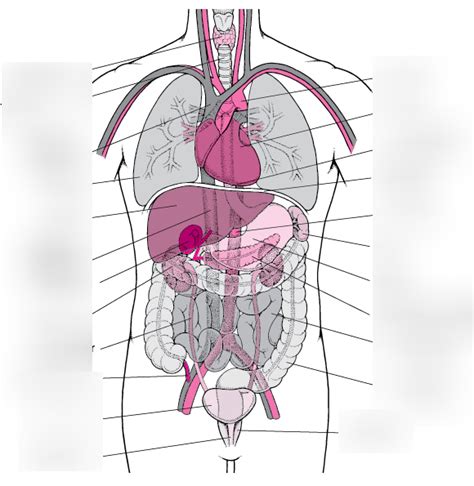 schaubild torso quizlet