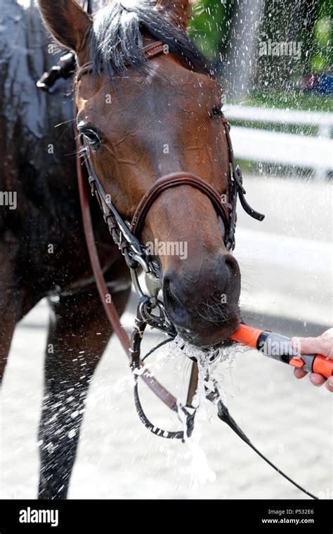Hoppegarten Brandenburg Horse Dripping Water From A Garden Hose Stock