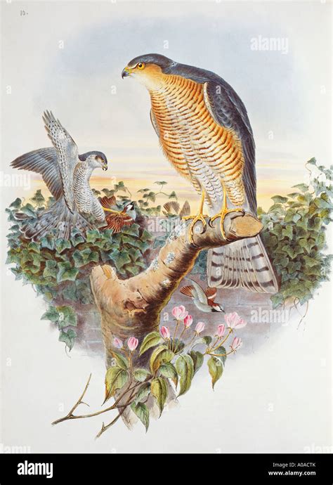 Black Sparrow Hawk Hi Res Stock Photography And Images Alamy