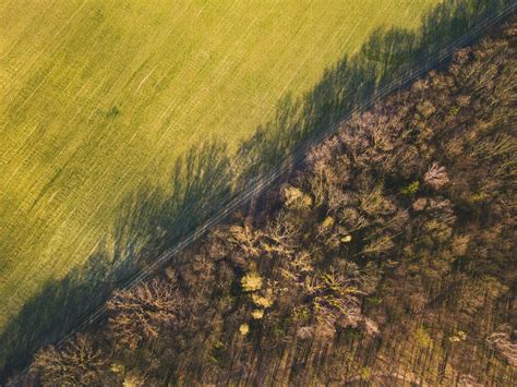 Complying with Deforestation Regulation might be simpler than you think