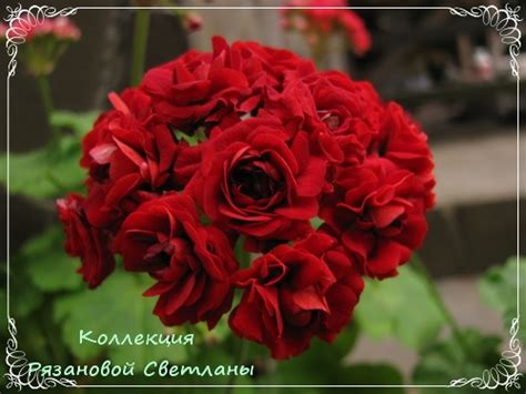 Сад пеларгоний в Минске: Botans röda