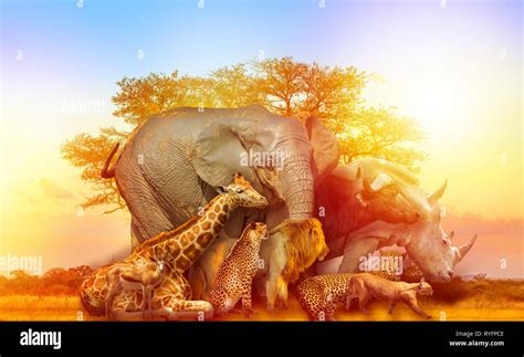 Big Five and wild animals collage with african tree at sunrise in ...