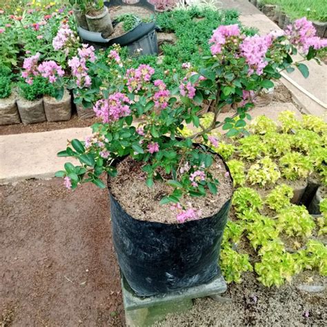 jual tanaman hias bunga sakura bunga sakura shopee indonesia