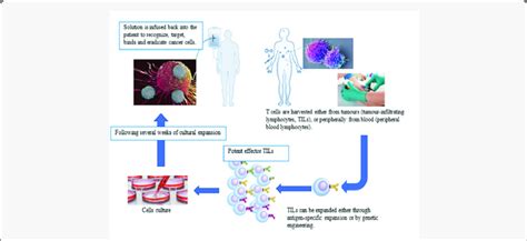 Diagrammatic Scene Showing The Process Of Adoptive T Cell Therapy Act