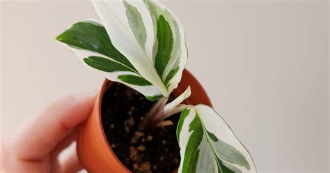 Calathea White Fusion | Aukce rostlin
