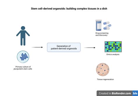 Stem Cell Derived Organoids Building Complex Tissues In A Dish