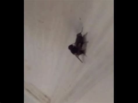 Hot Sexy Aunty Fucking XVIDEOS