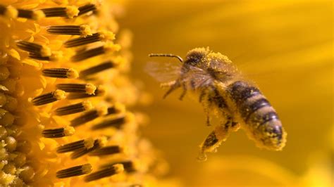 O Que Atrai Abelhas - A flor que atrai abelhas e turbina sua horta naturalmente - Super Rádio ...