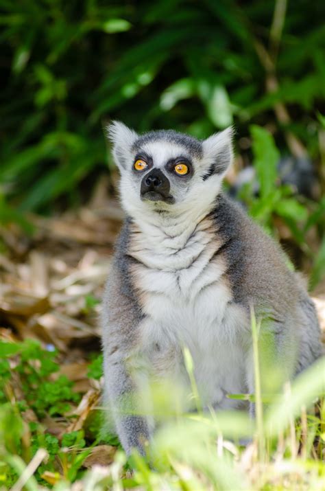 Free Images : animal, wildlife, zoo, mammal, fauna, primate, madagascar