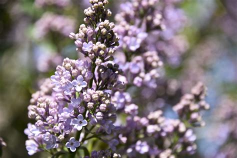 Lilacs Free Stock Photo Public Domain Pictures
