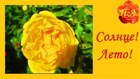 Солнечное лето Добрые пожелания друзьям🌞🌹🌼 - YouTube