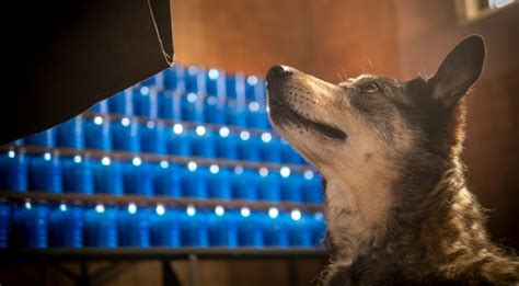 Blessing Our Pets In The Spirit Of St Francis Franciscan Media
