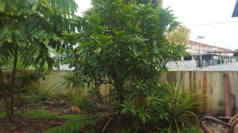 Daus Redscarz Pokok Kristal Sarawak Mini Dusun Buah
