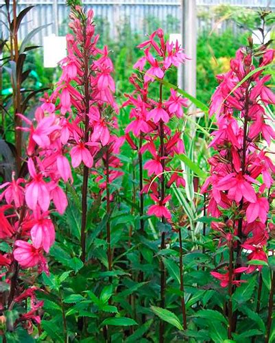 Лобелия многолетняя: посадка и уход, сорта