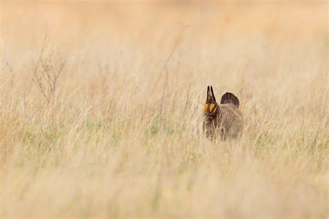 Committee Vote Undermines Science And Threatens The Lesser Prairie