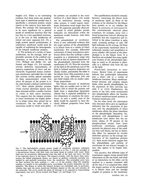 Fluid mosaic model of cell membranes 1972 singer | PDF