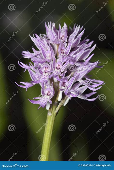 Naked Man Orchid Stock Photo Image Of Orchid Mediterranean