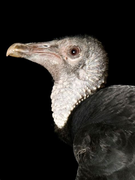 Albino Vulture
