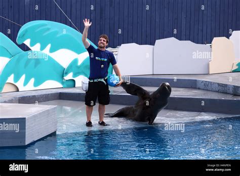 Seal Show At Ny Aquarium Coney Island Brooklyn New York Stock Photo Alamy