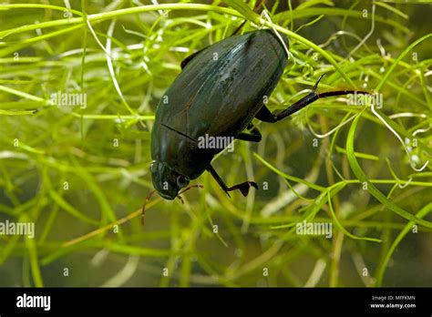 Silver water beetle 327 hi-res stock photography and images - Alamy