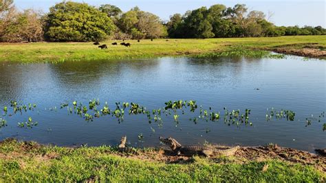 Embaixador da Suíça no Brasil visita Mato Grosso para conhecer projetos