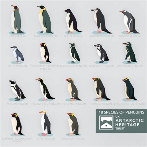 UKAHT - Can you name the 18 species of penguins?