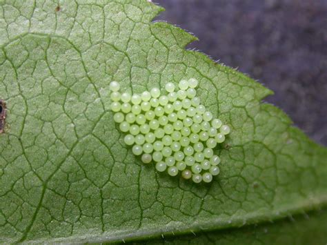Butterfly Eggs: Life Cycle, Laying, Hatching, Identification, & More