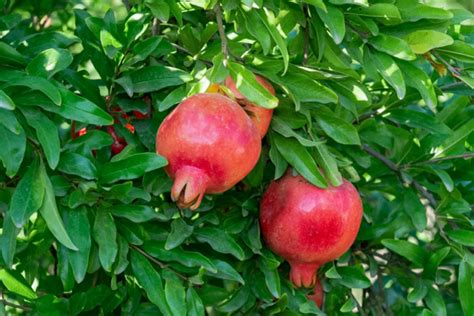 How To Plant Pomegranate Fruit Trees How To Grow Pomegranates Growing