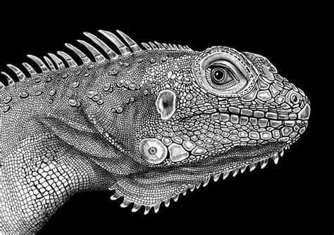 Detailed Ink Animal Drawings 2 Fubiz Media