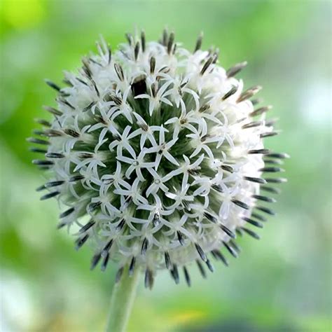 Arctic Glow Great Globe Thistle Plants For Sale Ashridge
