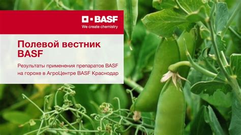 Полевой вестник. Решения BASF для защиты гороха - YouTube