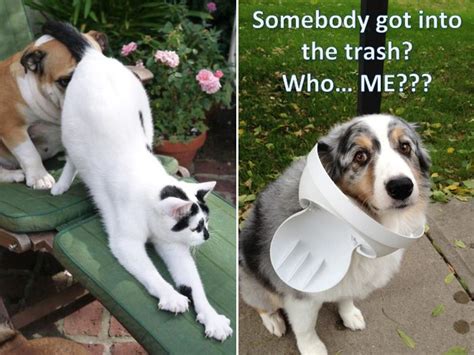 funny dog fails     feel bad  laughing  pics