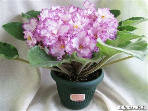 Фиалка Ян Менуэт Фото И Описание – Telegraph