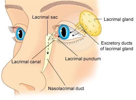 Swollen Lacrimal Gland Causes