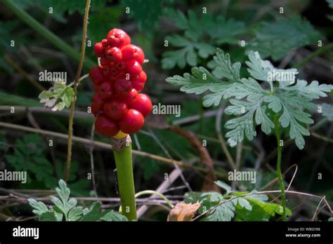 Lords And Ladies Stock Photo Alamy