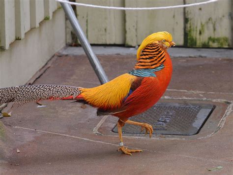 The Online Zoo Golden Pheasant