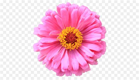 Flower Desktop Wallpaper Clip art - transparent flower png download ...