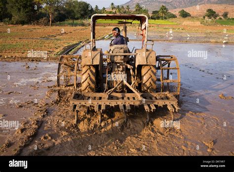 Indian Man Ploughing A Rice Paddy Field With A Tractor Andhra Pradesh