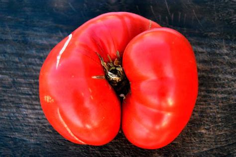 Томат Любительский розовый – высокорослый, с отличной урожайностью