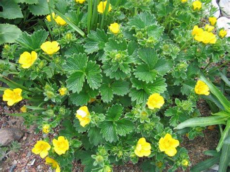 Лапчатка Кранца – Telegraph