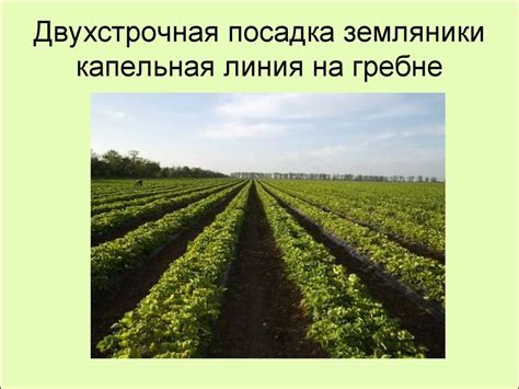 Биологические особенности роста и плодоношения земляники - презентация ...