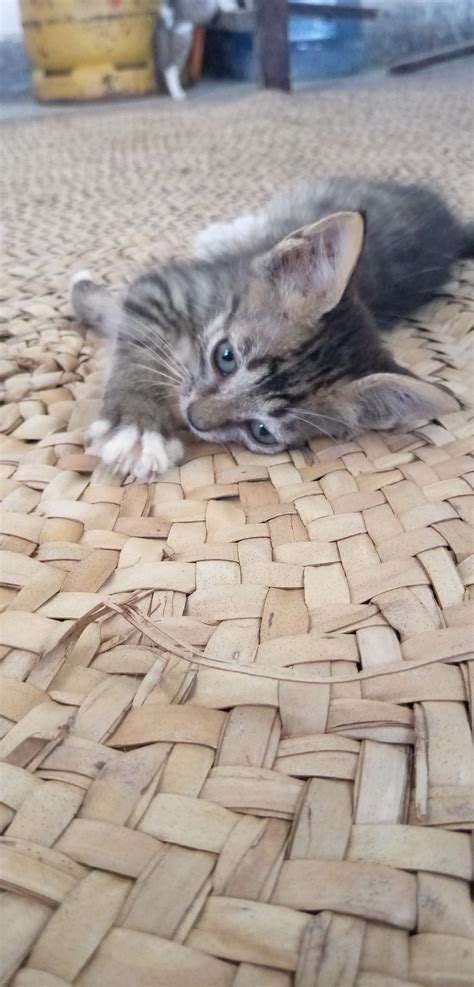 constipation in cats home treatments 4