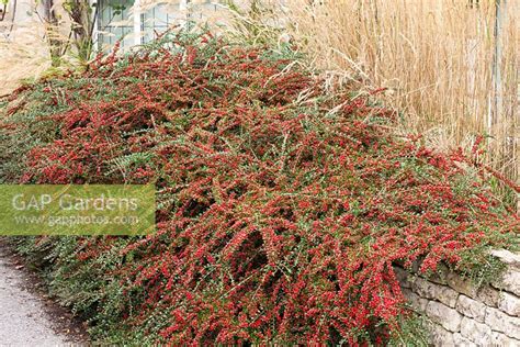 GAP Gardens Cotoneaster Horizontalis Growing Against A Low Wall